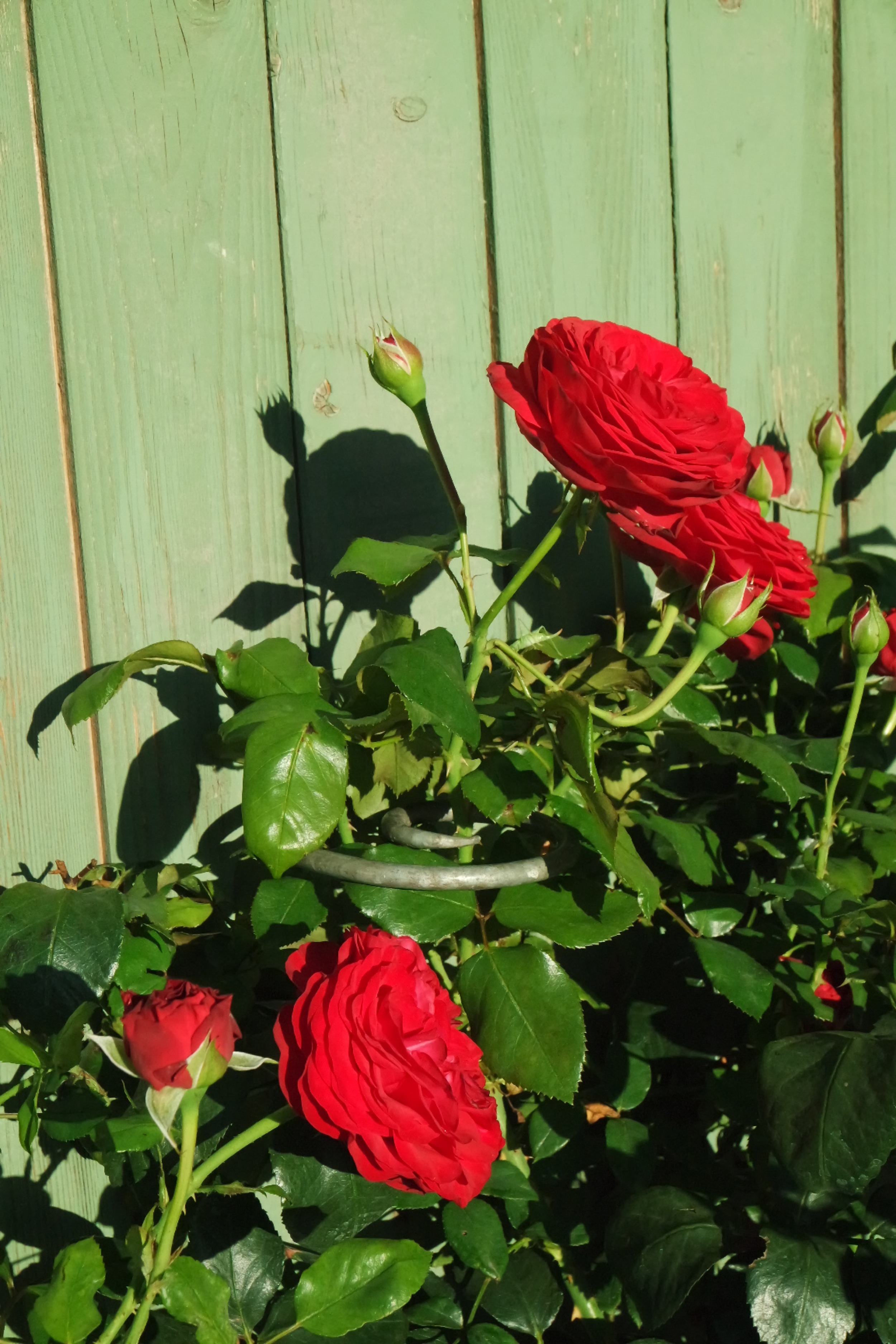 Rosenlocke-Rankhilfe-Rosen-und-andere-Blumen-59