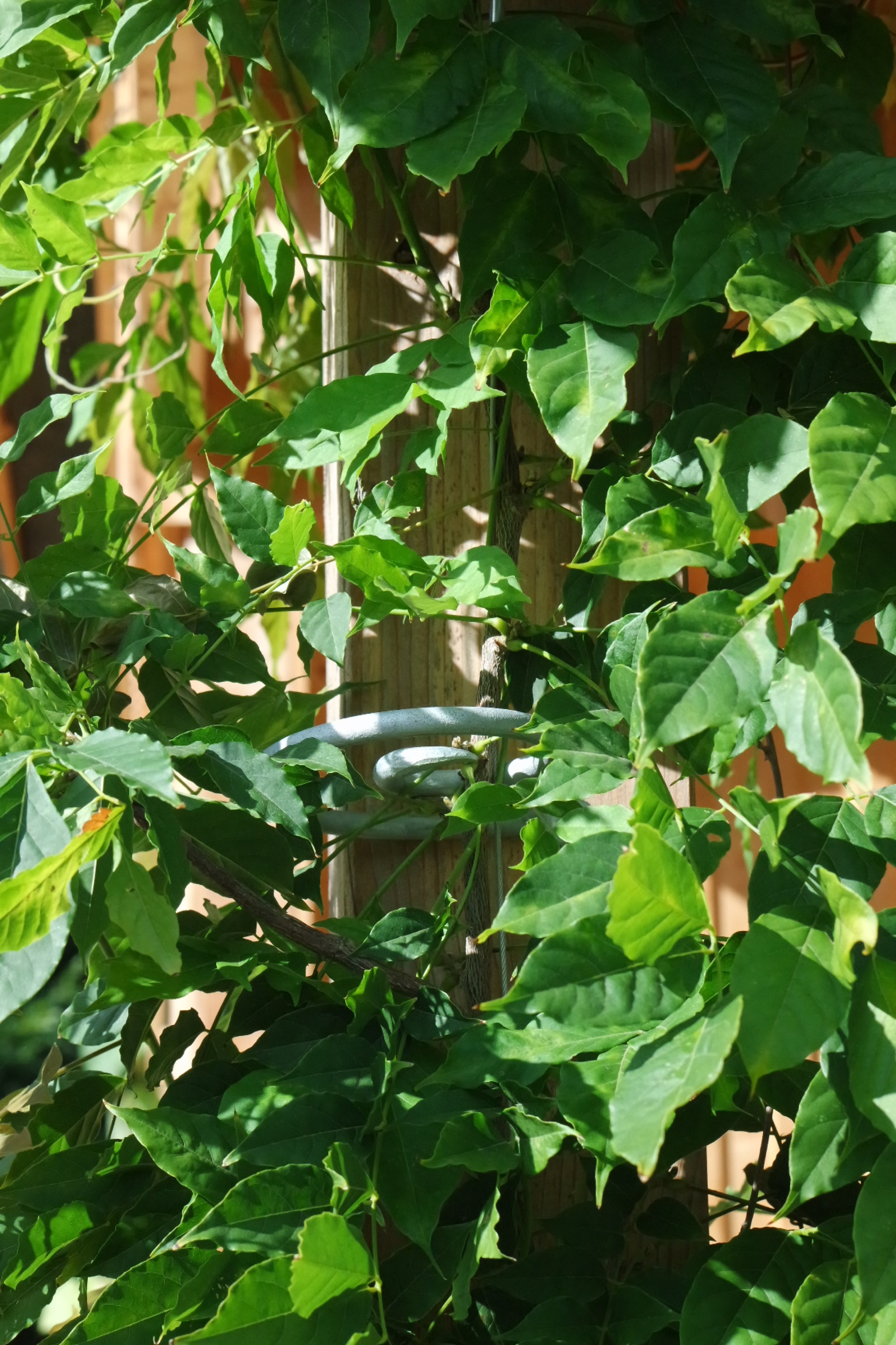 Rosenlocke-Rankhilfe-Rosen-und-andere-Blumen-6