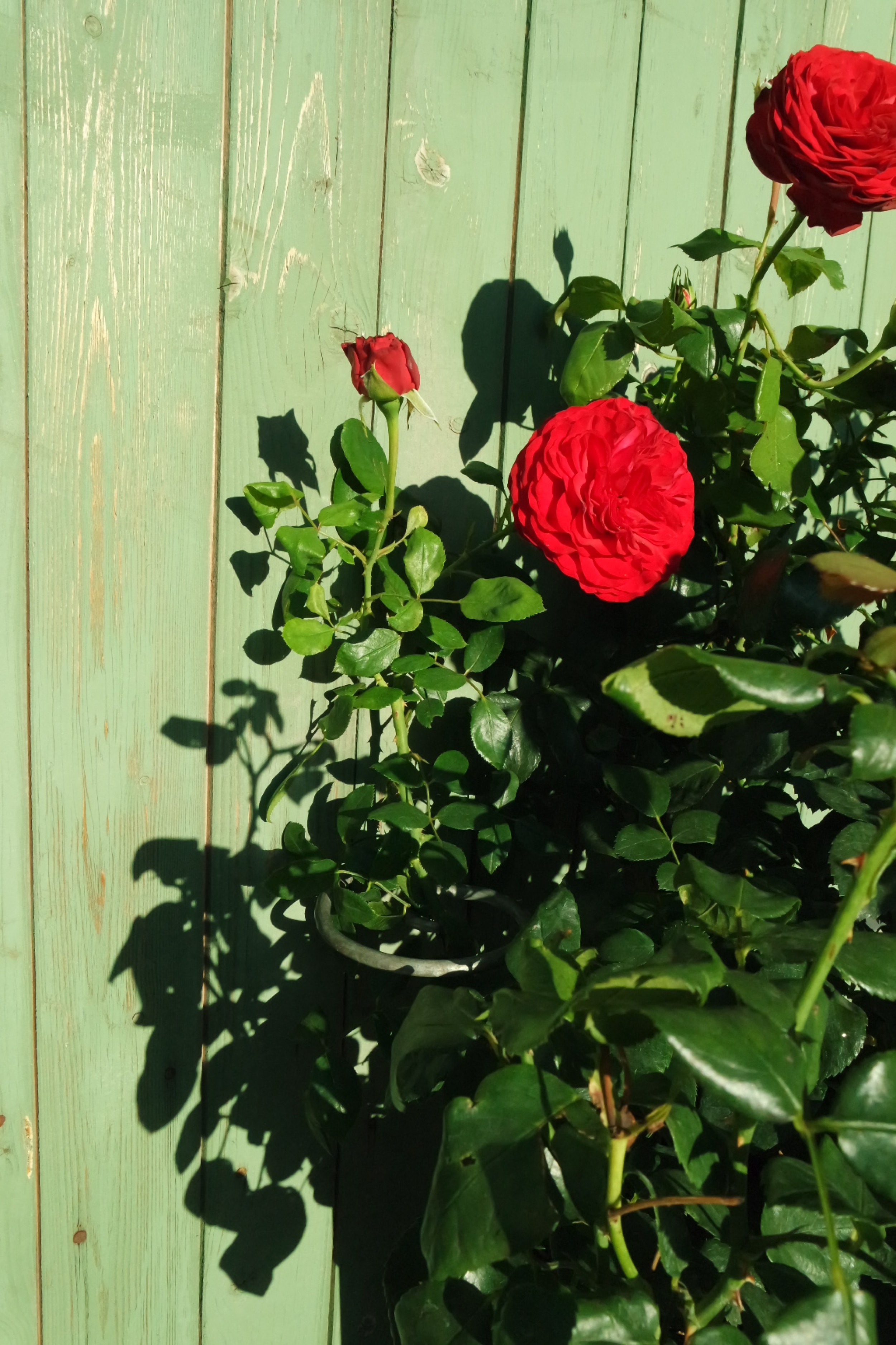Rosenlocke-Rankhilfe-Rosen-und-andere-Blumen-60