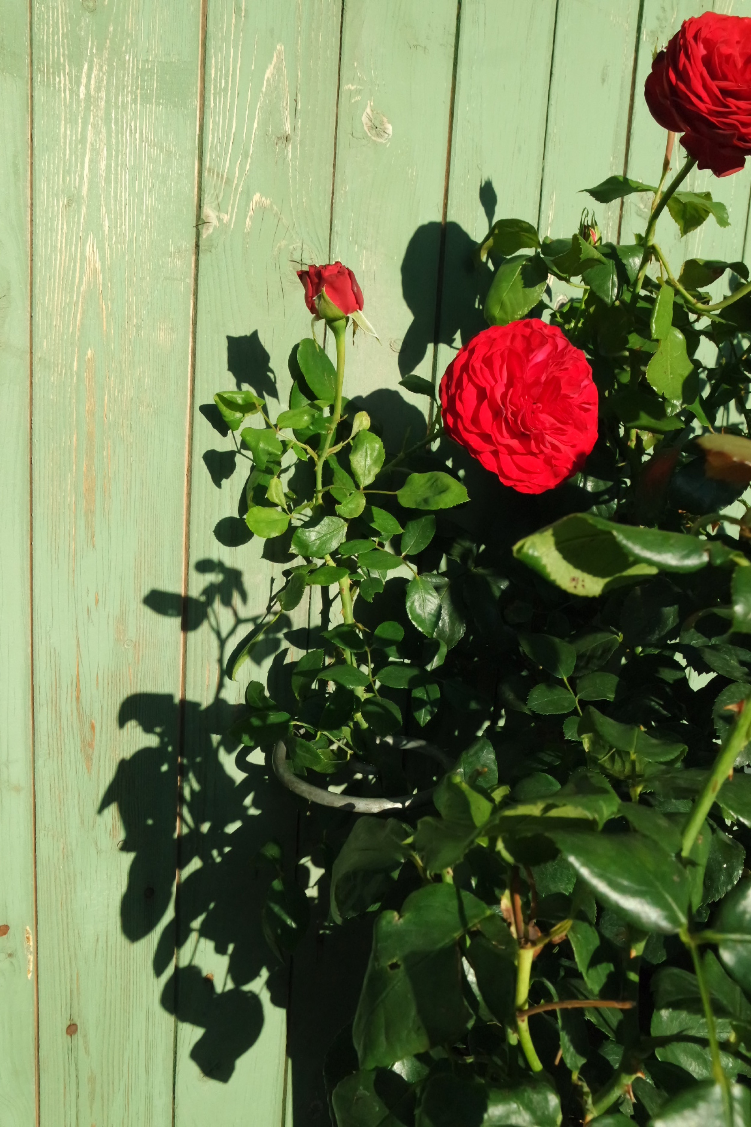 Rosenlocke-Rankhilfe-Rosen-und-andere-Blumen-61