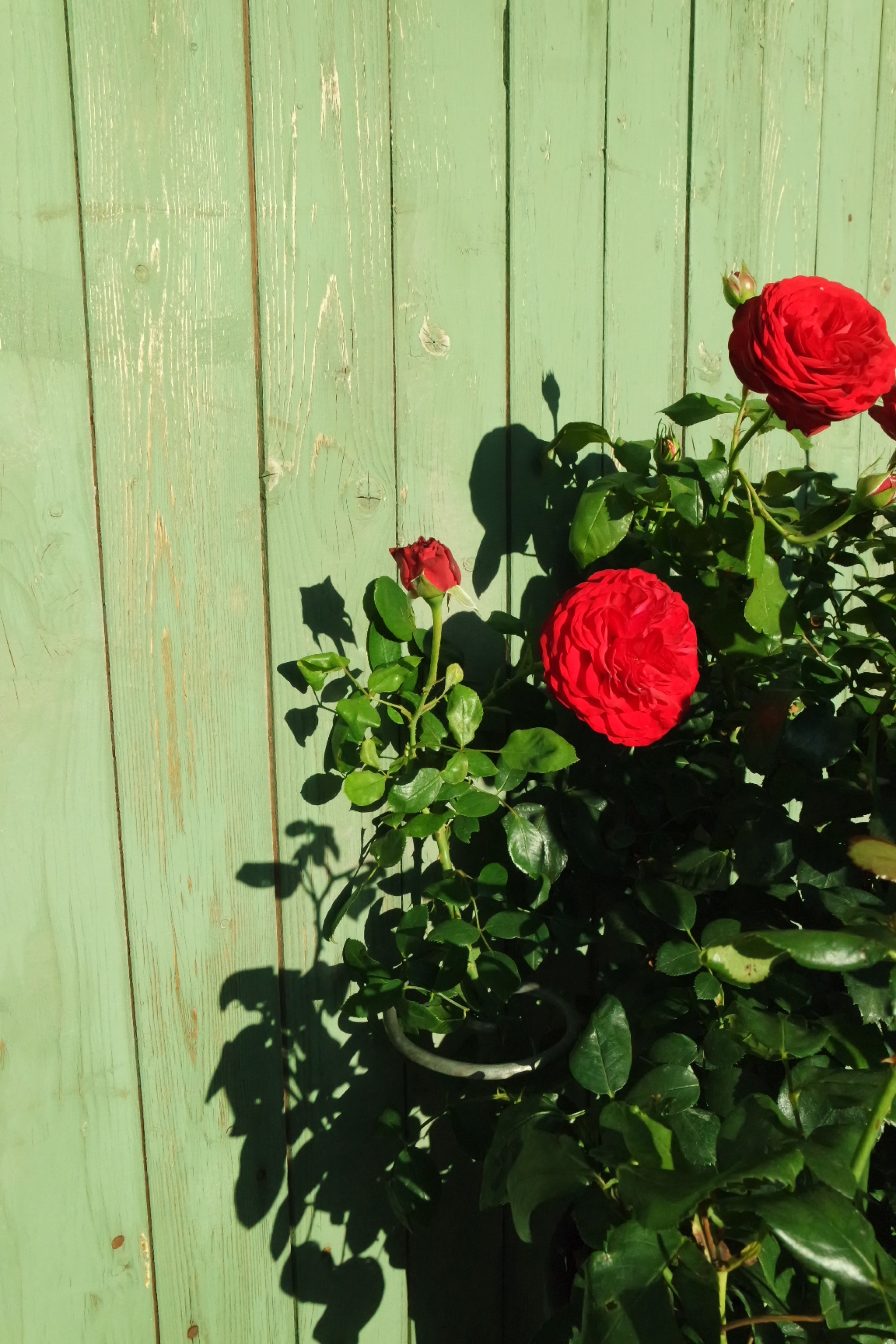 Rosenlocke-Rankhilfe-Rosen-und-andere-Blumen-62