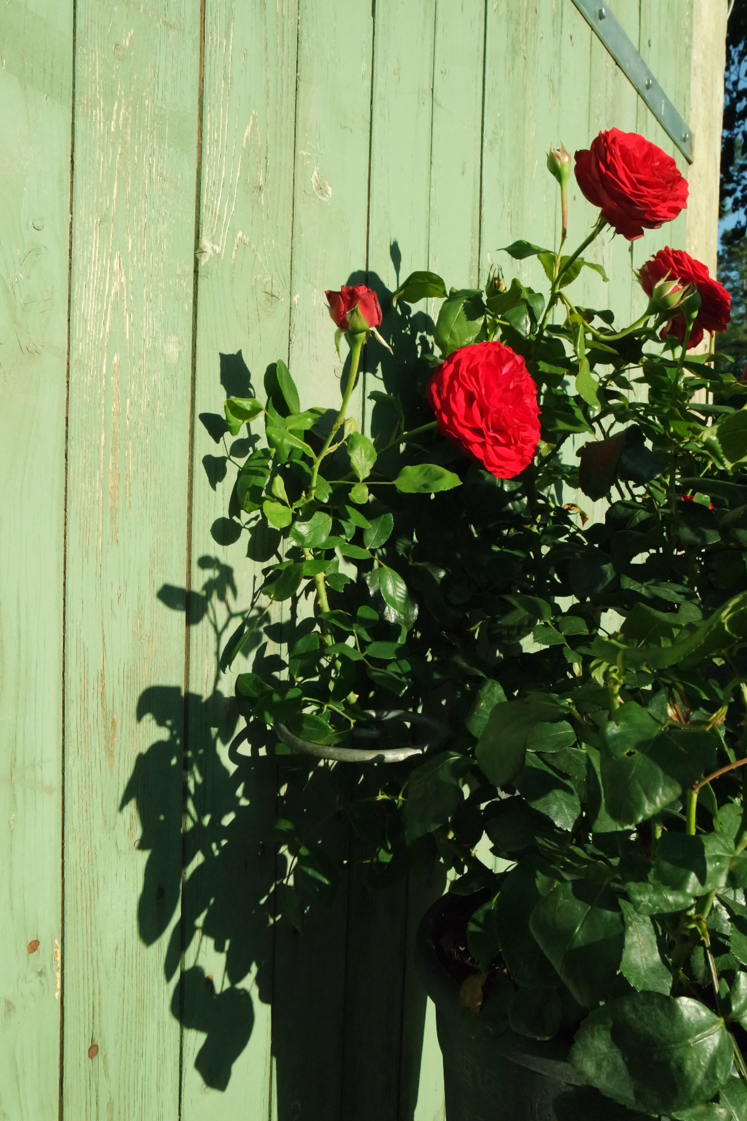 Rosenlocke-Rankhilfe-Rosen-und-andere-Blumen-63