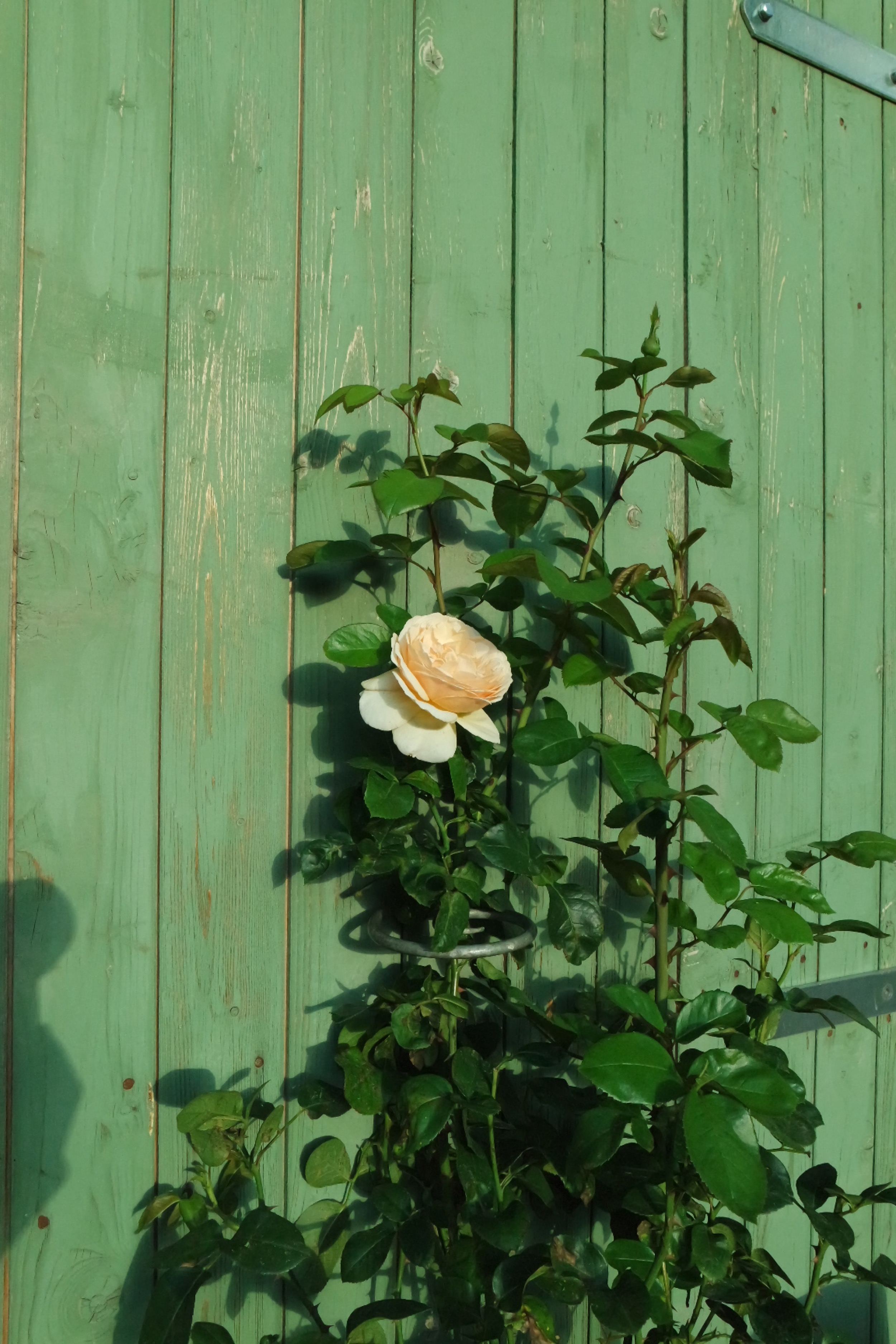 Rosenlocke-Rankhilfe-Rosen-und-andere-Blumen-64