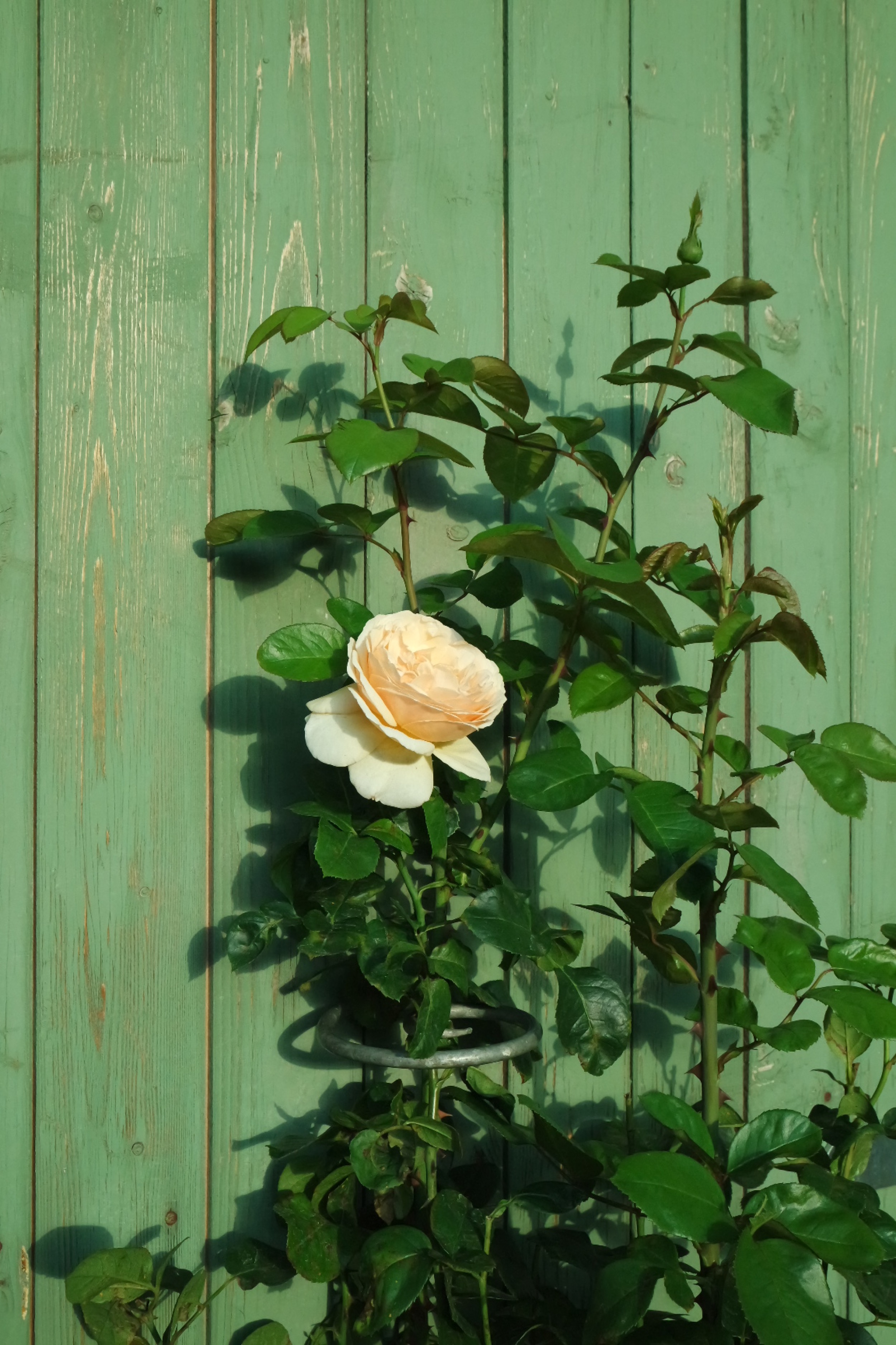 Rosenlocke-Rankhilfe-Rosen-und-andere-Blumen-65
