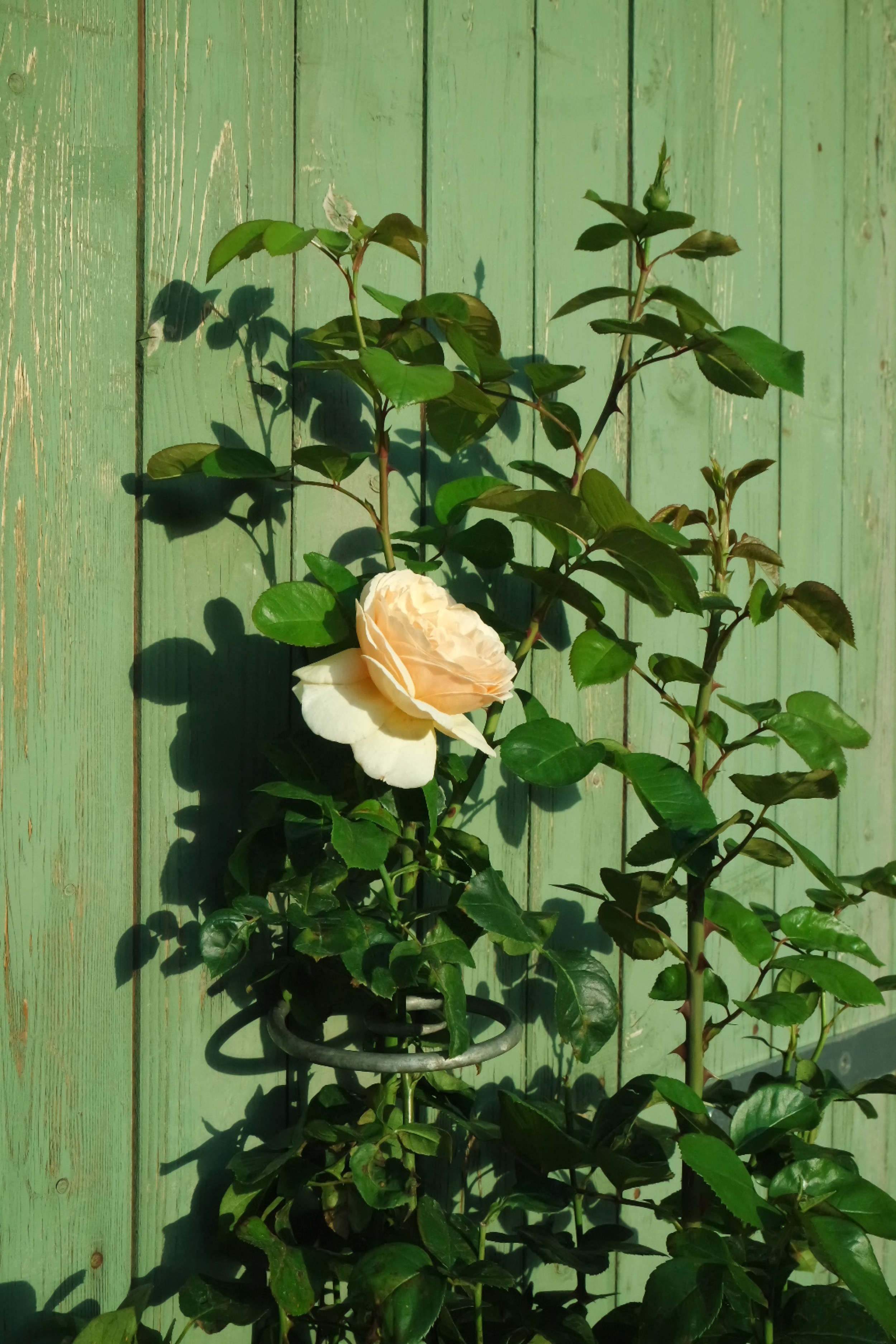 Rosenlocke-Rankhilfe-Rosen-und-andere-Blumen-66