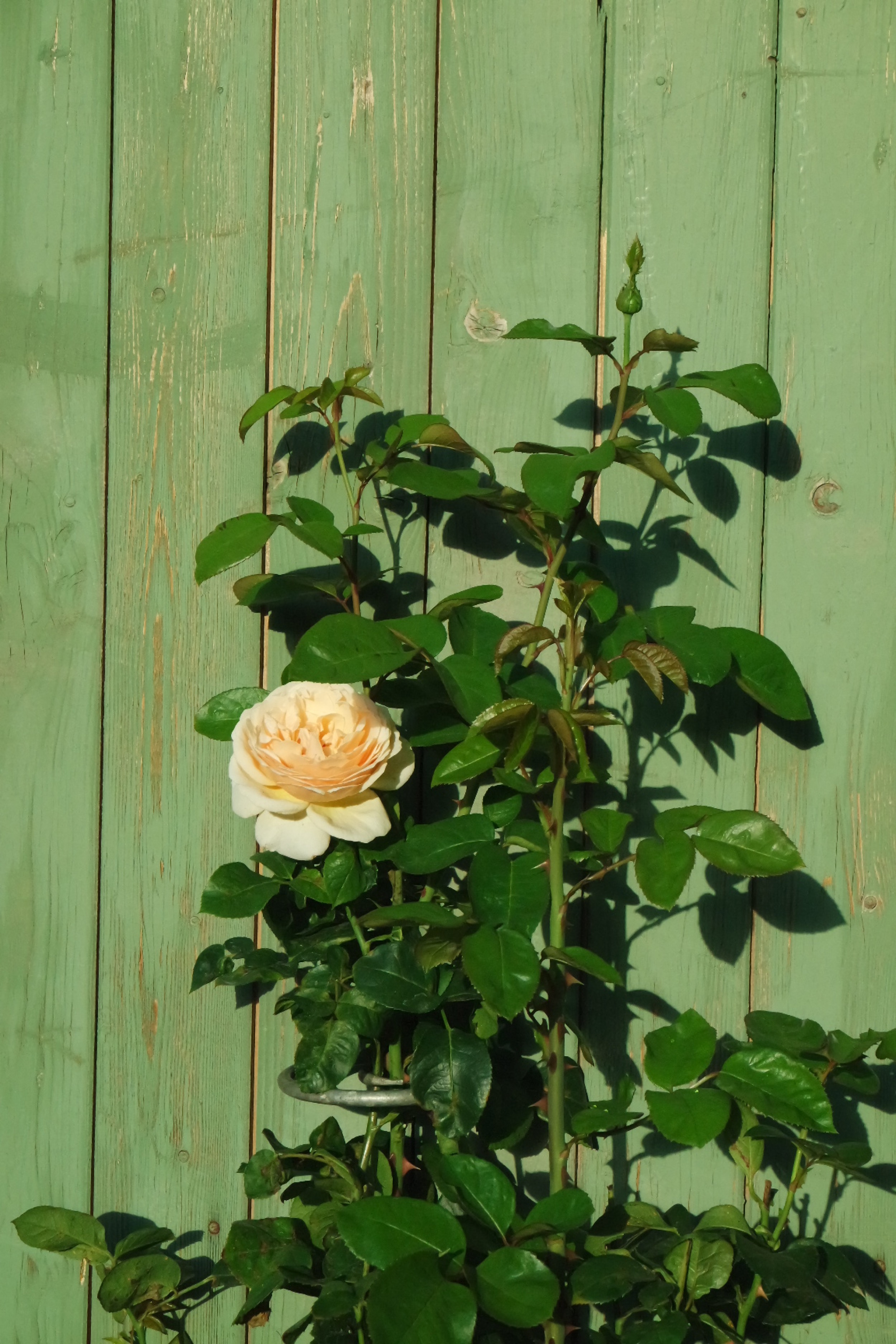 Rosenlocke-Rankhilfe-Rosen-und-andere-Blumen-67