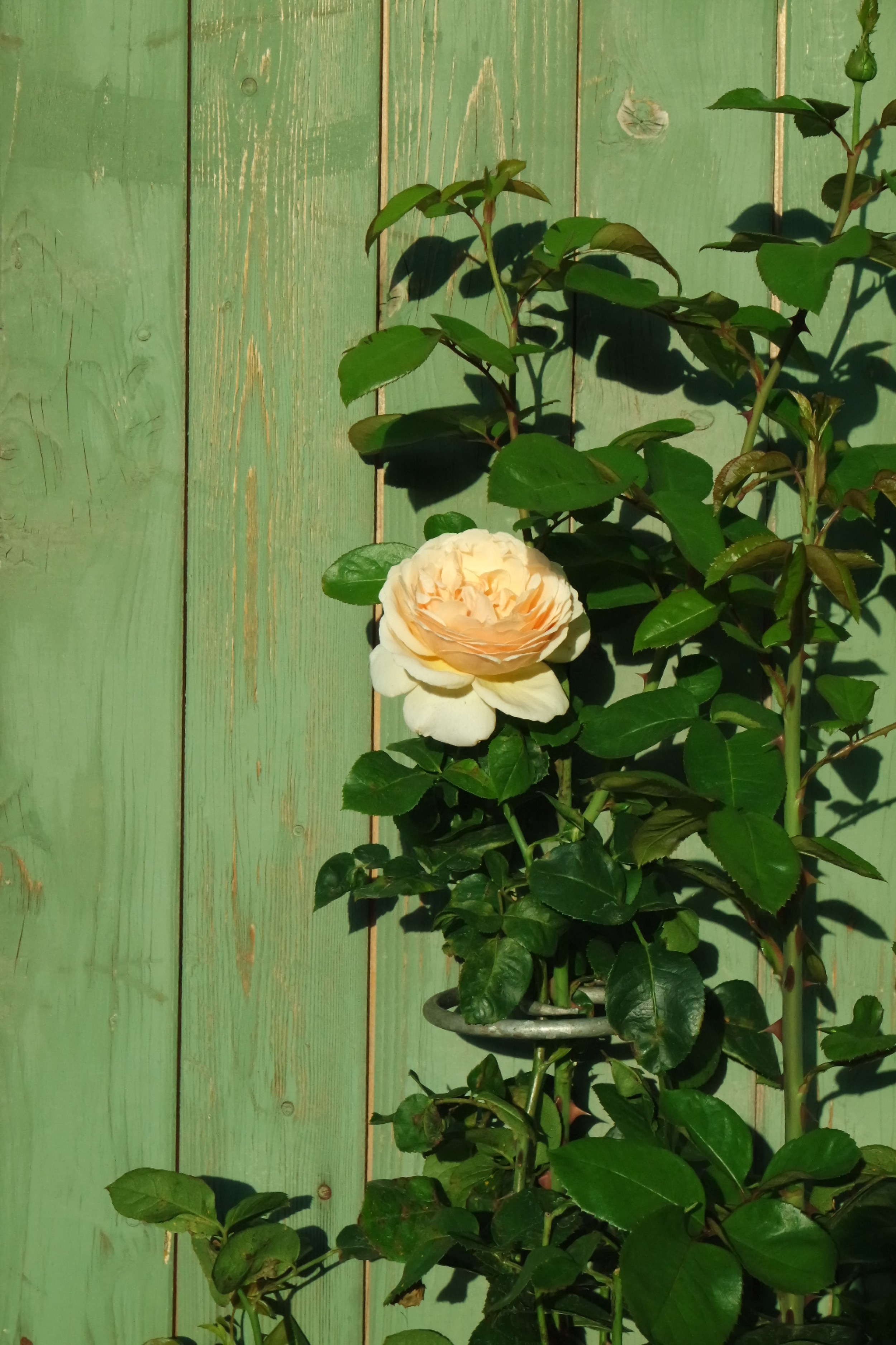 Rosenlocke-Rankhilfe-Rosen-und-andere-Blumen-68