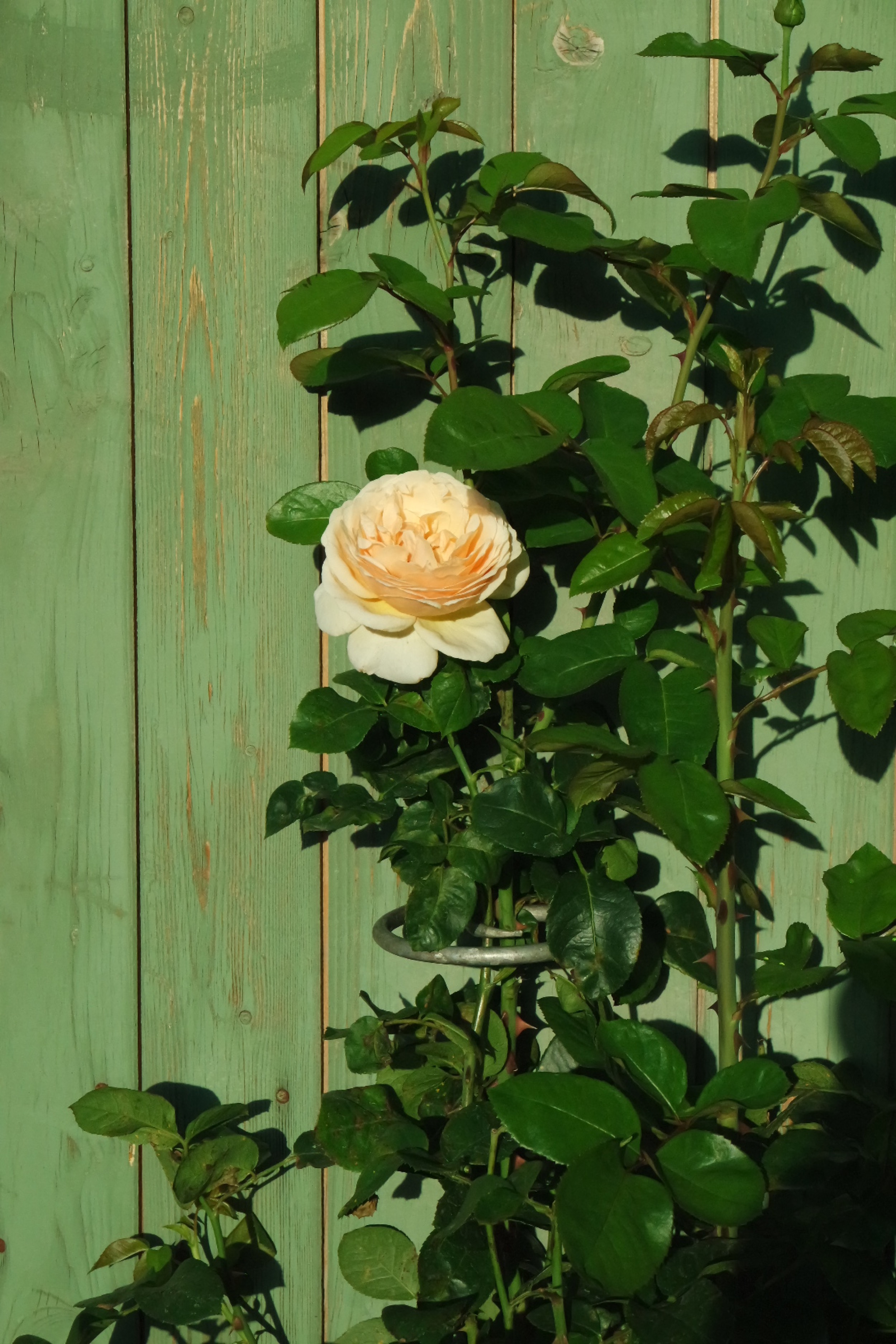 Rosenlocke-Rankhilfe-Rosen-und-andere-Blumen-69