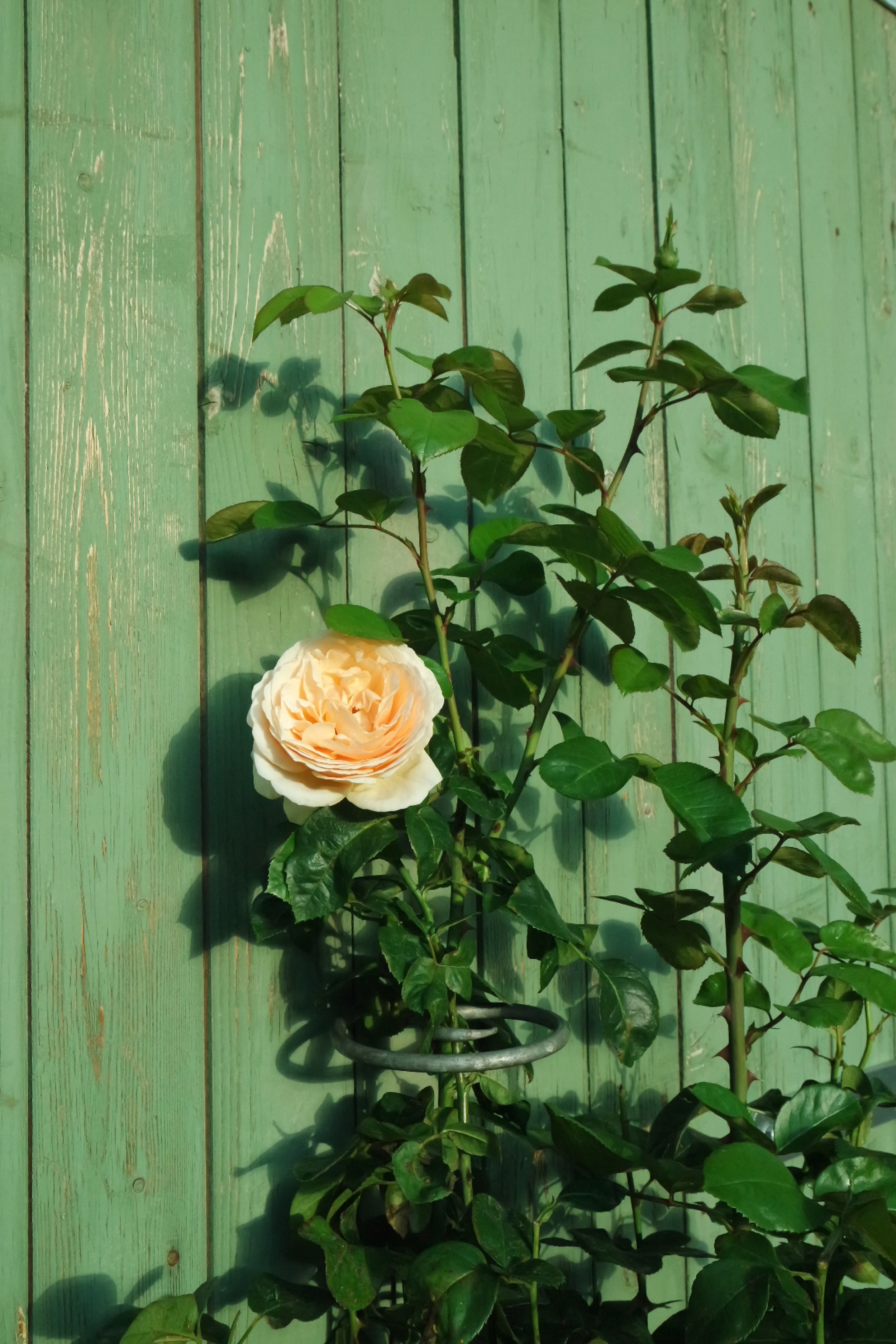 Rosenlocke-Rankhilfe-Rosen-und-andere-Blumen-70