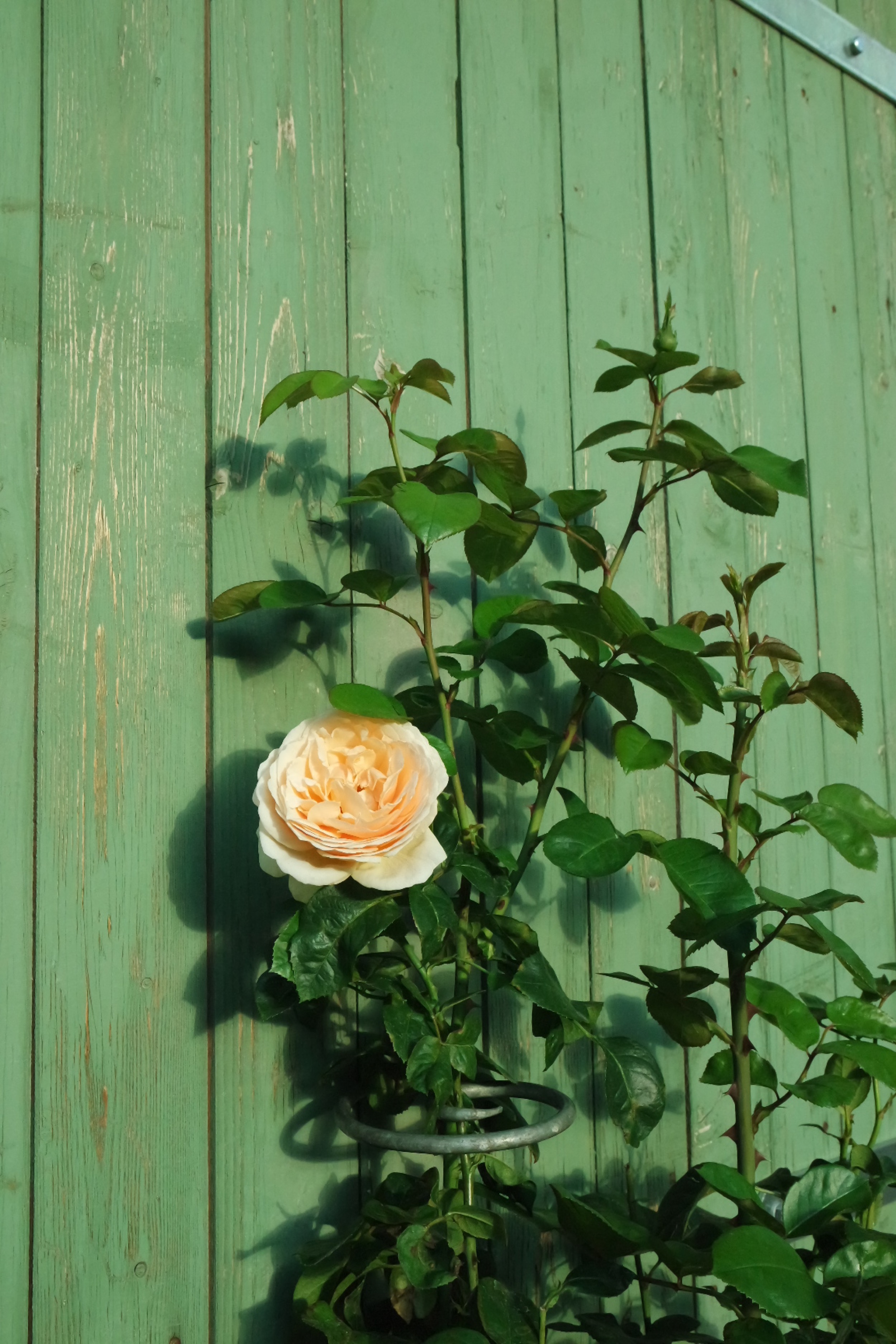 Rosenlocke-Rankhilfe-Rosen-und-andere-Blumen-71