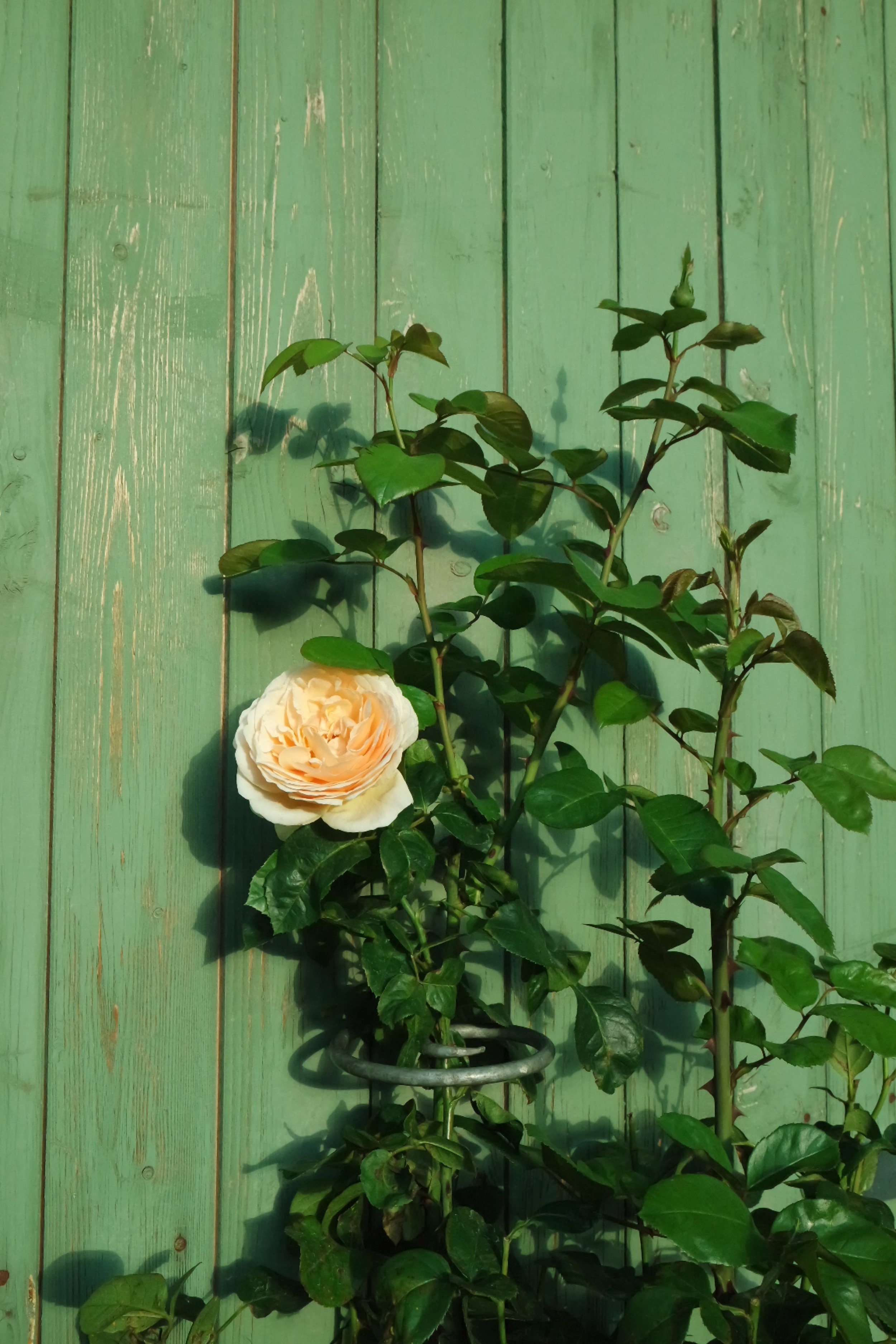 Rosenlocke-Rankhilfe-Rosen-und-andere-Blumen-72