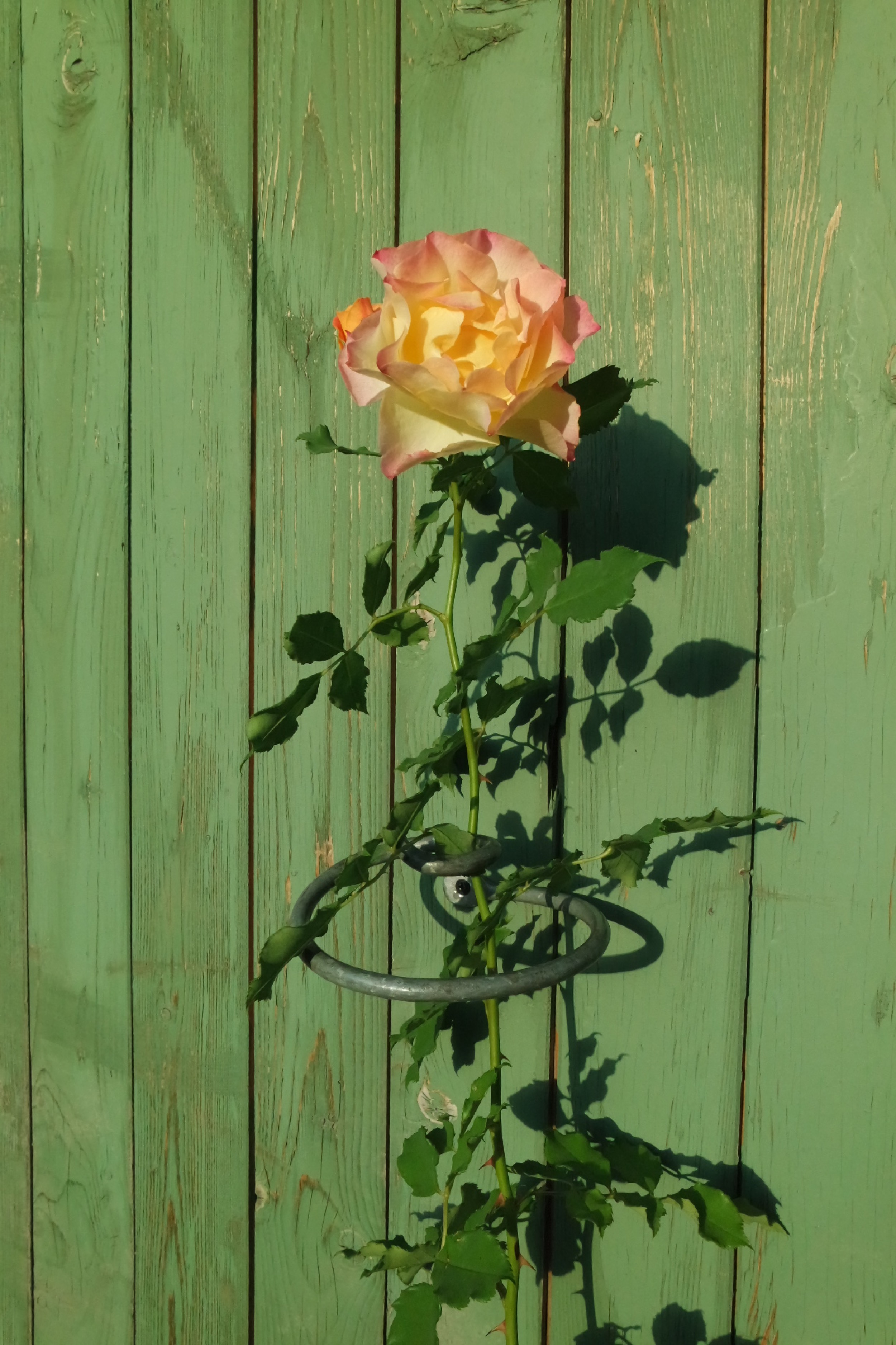 Rosenlocke Rankhilfe mit apricotfarbener Rosenblüte an grünem Holzzaun