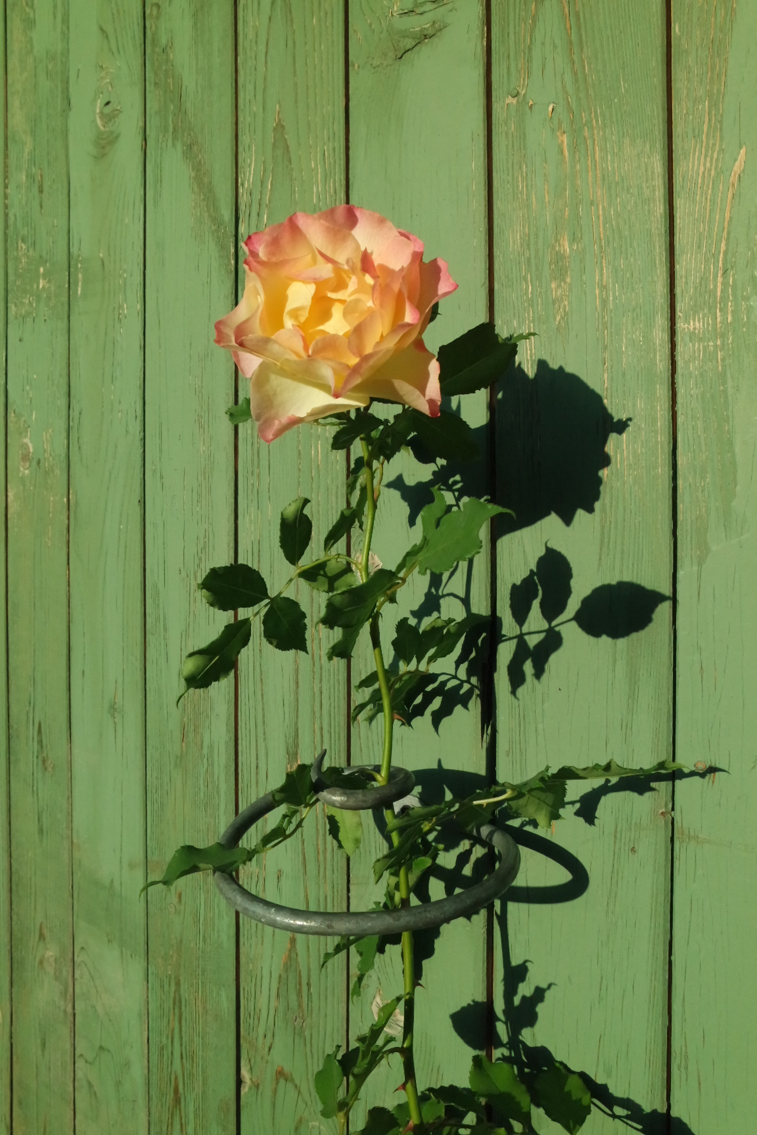 Rosenlocke-Rankhilfe-Rosen-und-andere-Blumen-74