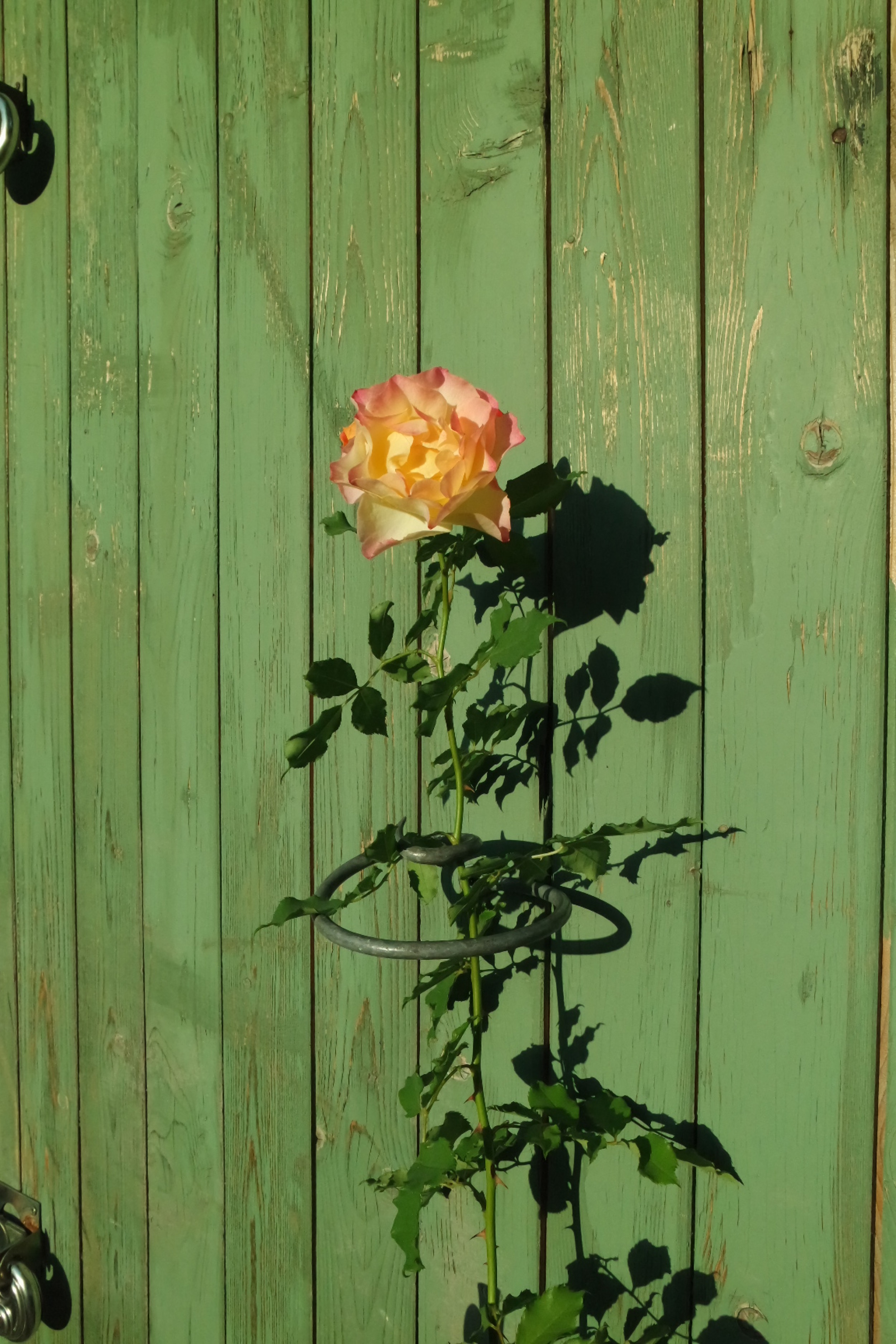 Rosenlocke-Rankhilfe-Rosen-und-andere-Blumen-75