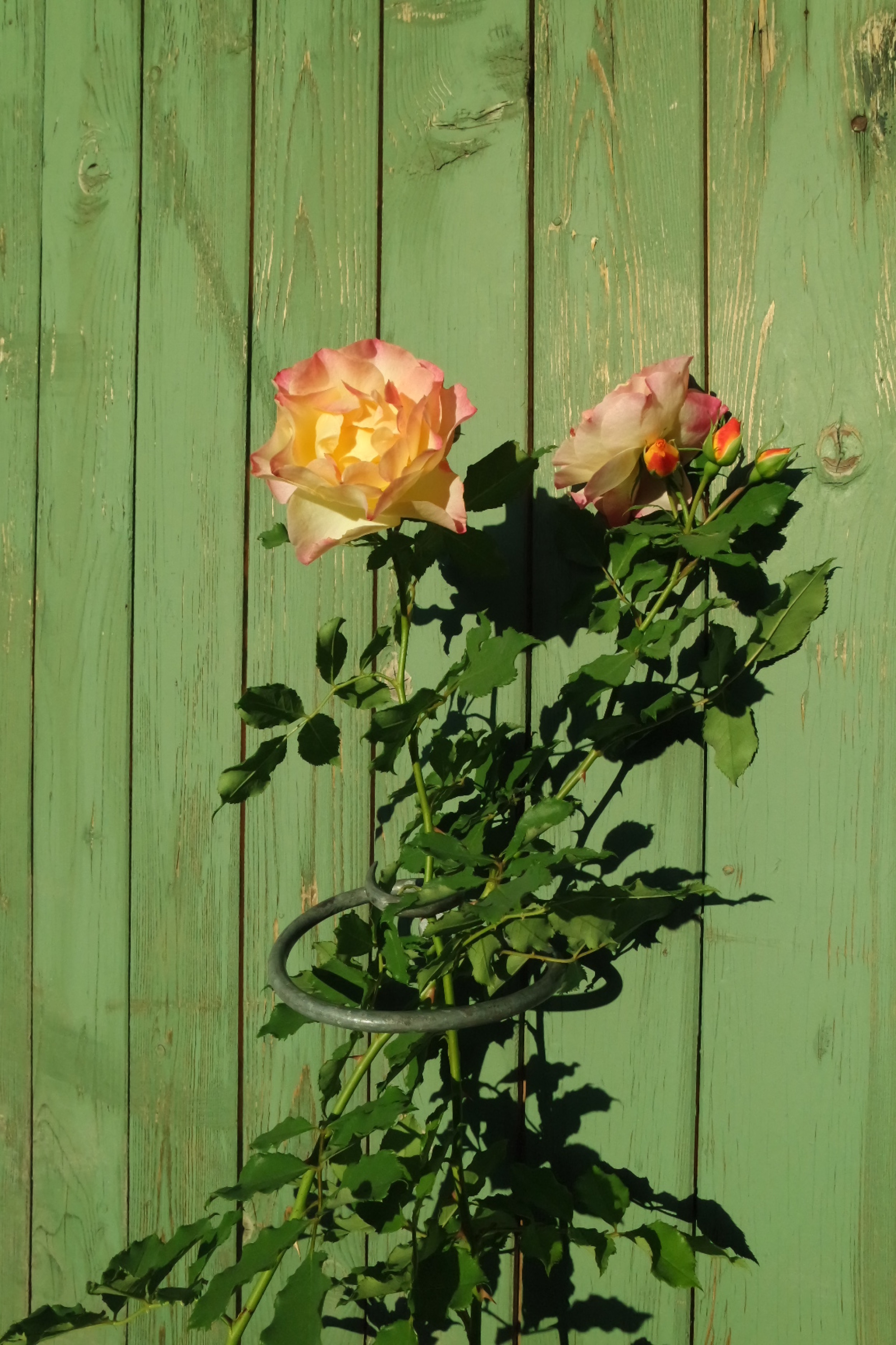 Rosenlocke-Rankhilfe-Rosen-und-andere-Blumen-76