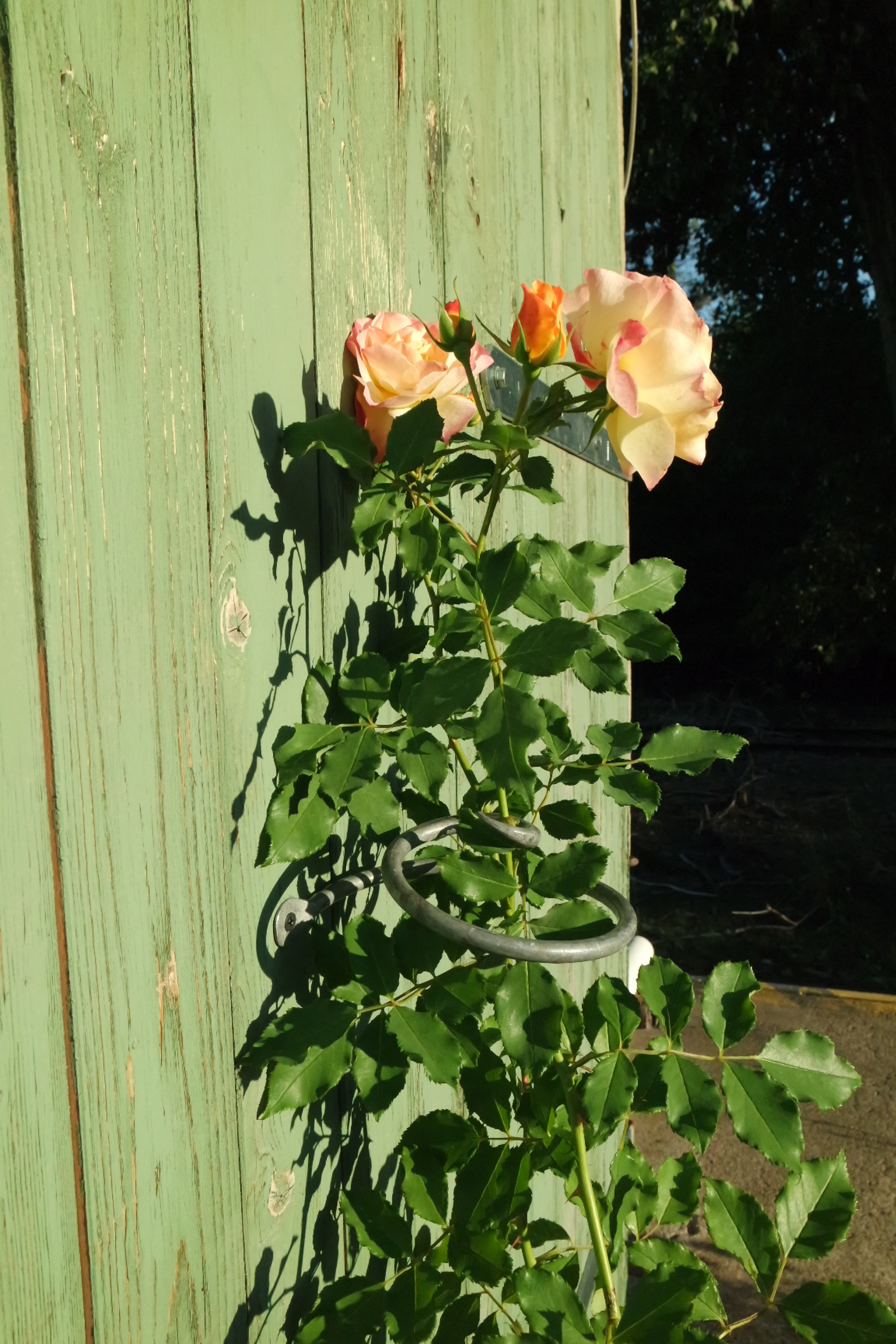 Rosenlocke-Rankhilfe-Rosen-und-andere-Blumen-77
