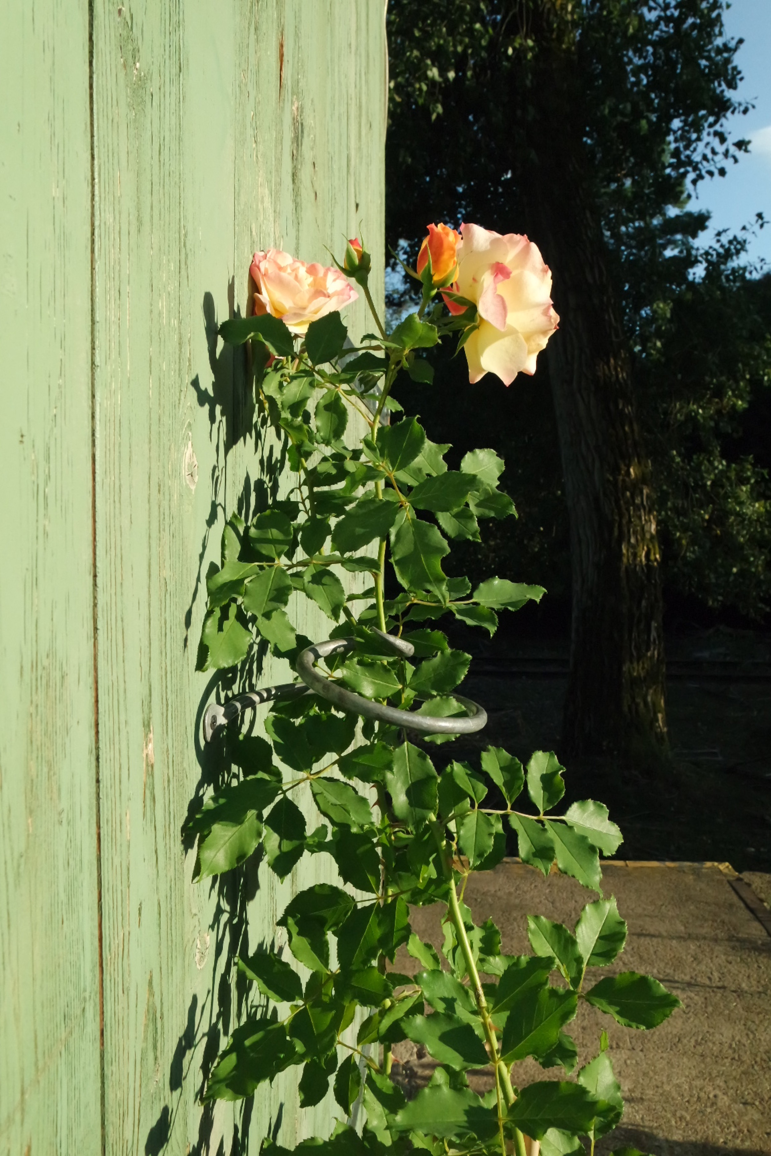 Rosenlocke-Rankhilfe-Rosen-und-andere-Blumen-78