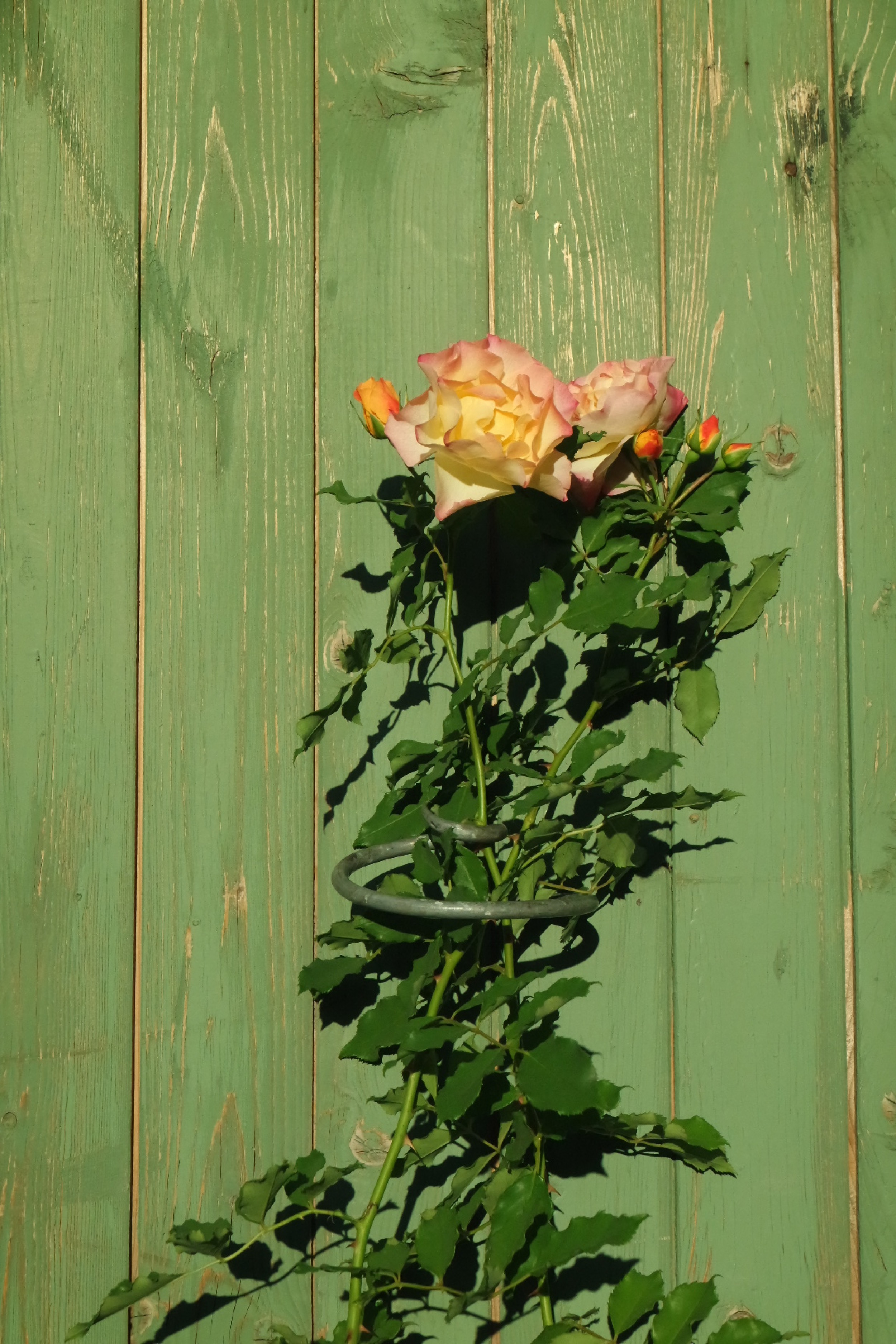 Rosenlocke-Rankhilfe-Rosen-und-andere-Blumen-79