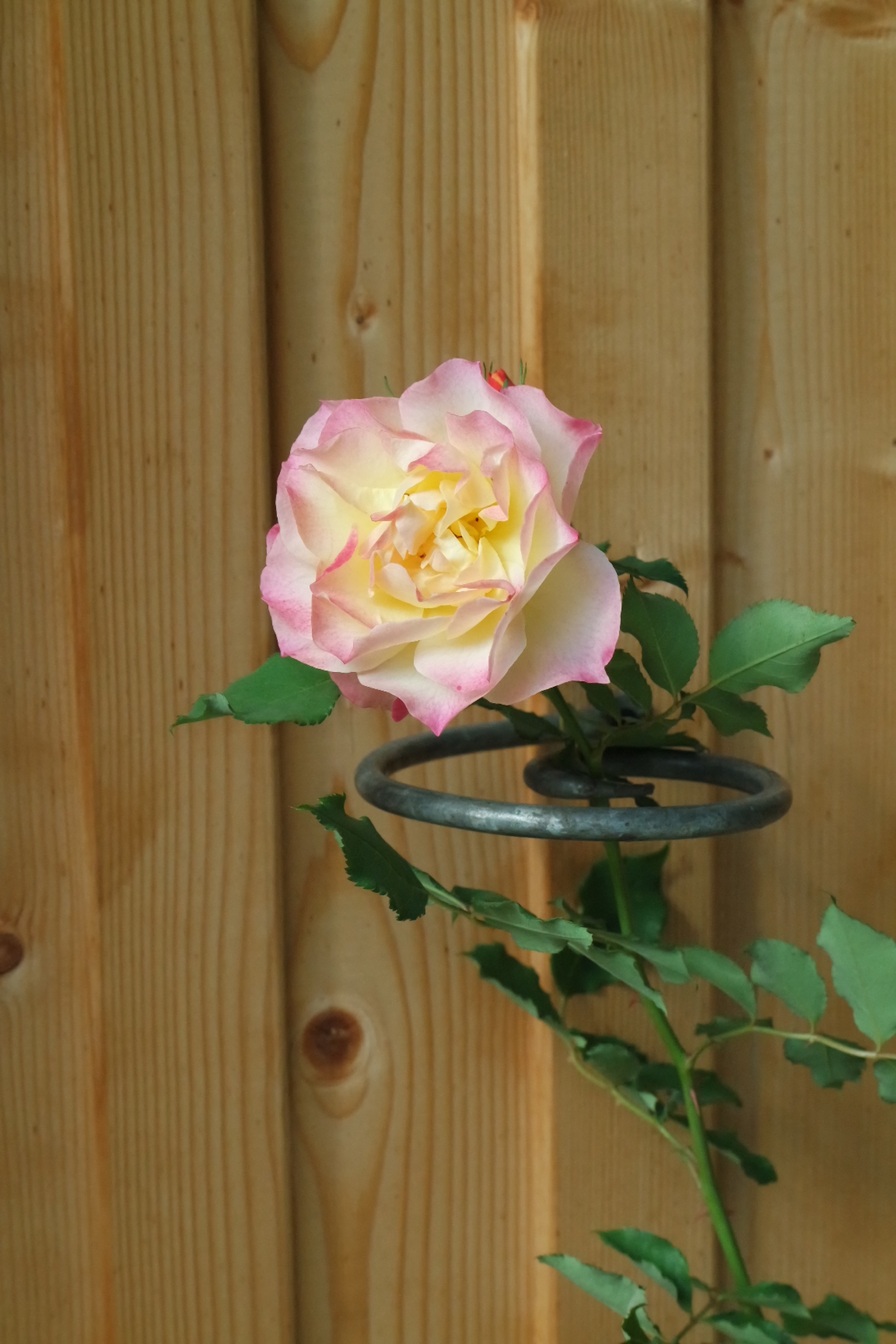 Rosenlocke-Rankhilfe-Rosen-und-andere-Blumen-8