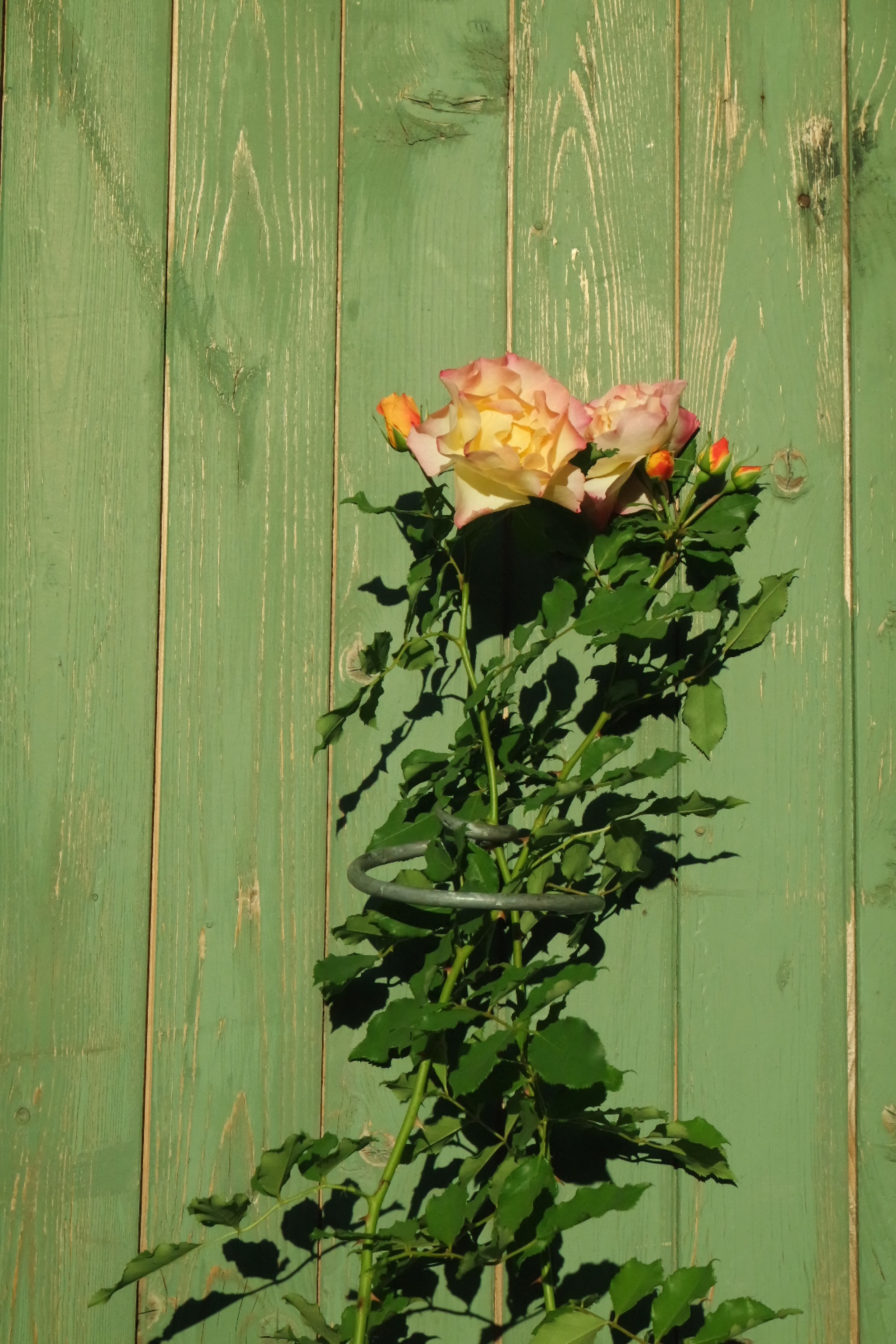 Rosenlocke-Rankhilfe-Rosen-und-andere-Blumen-80