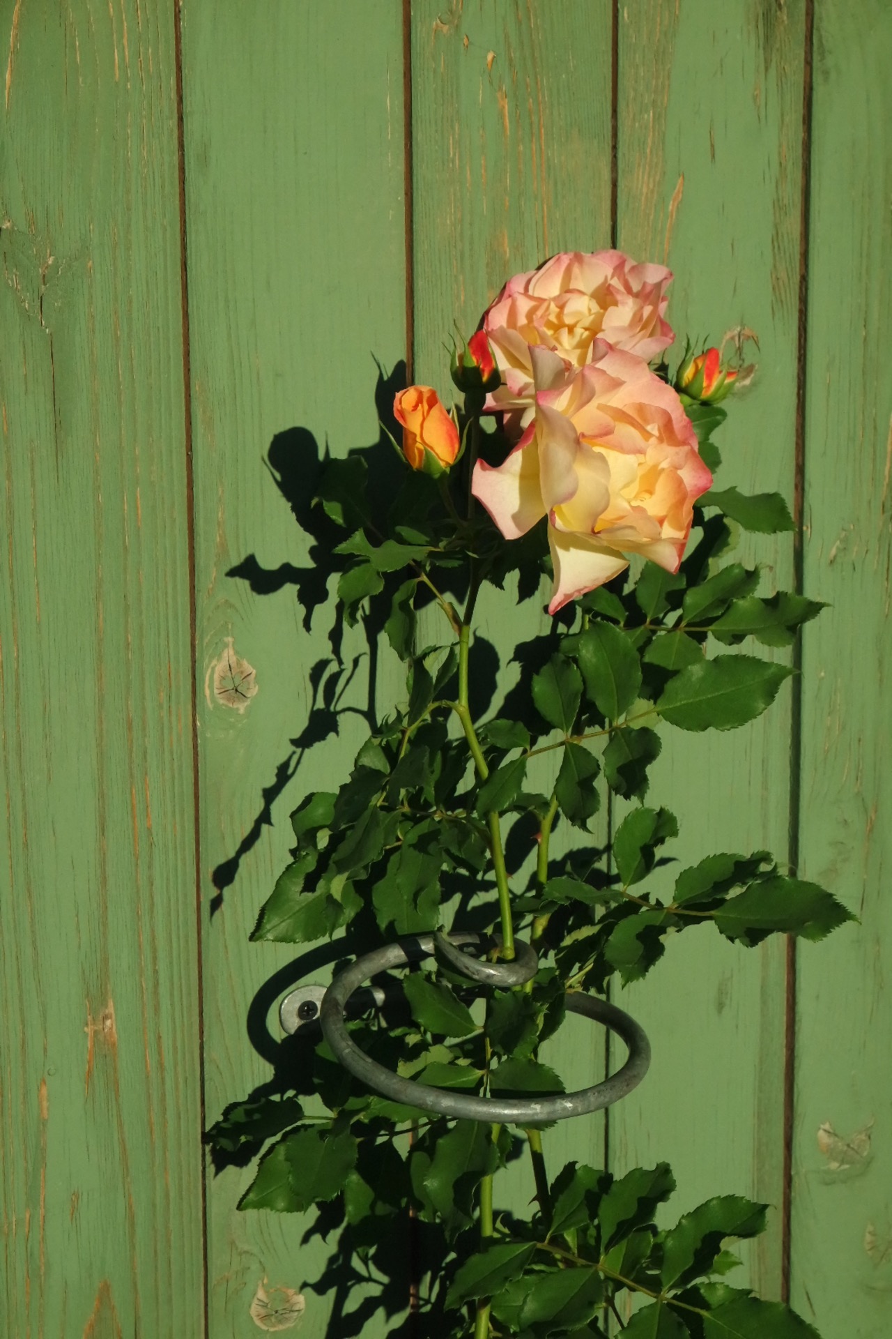 Rosenlocke-Rankhilfe-Rosen-und-andere-Blumen-81