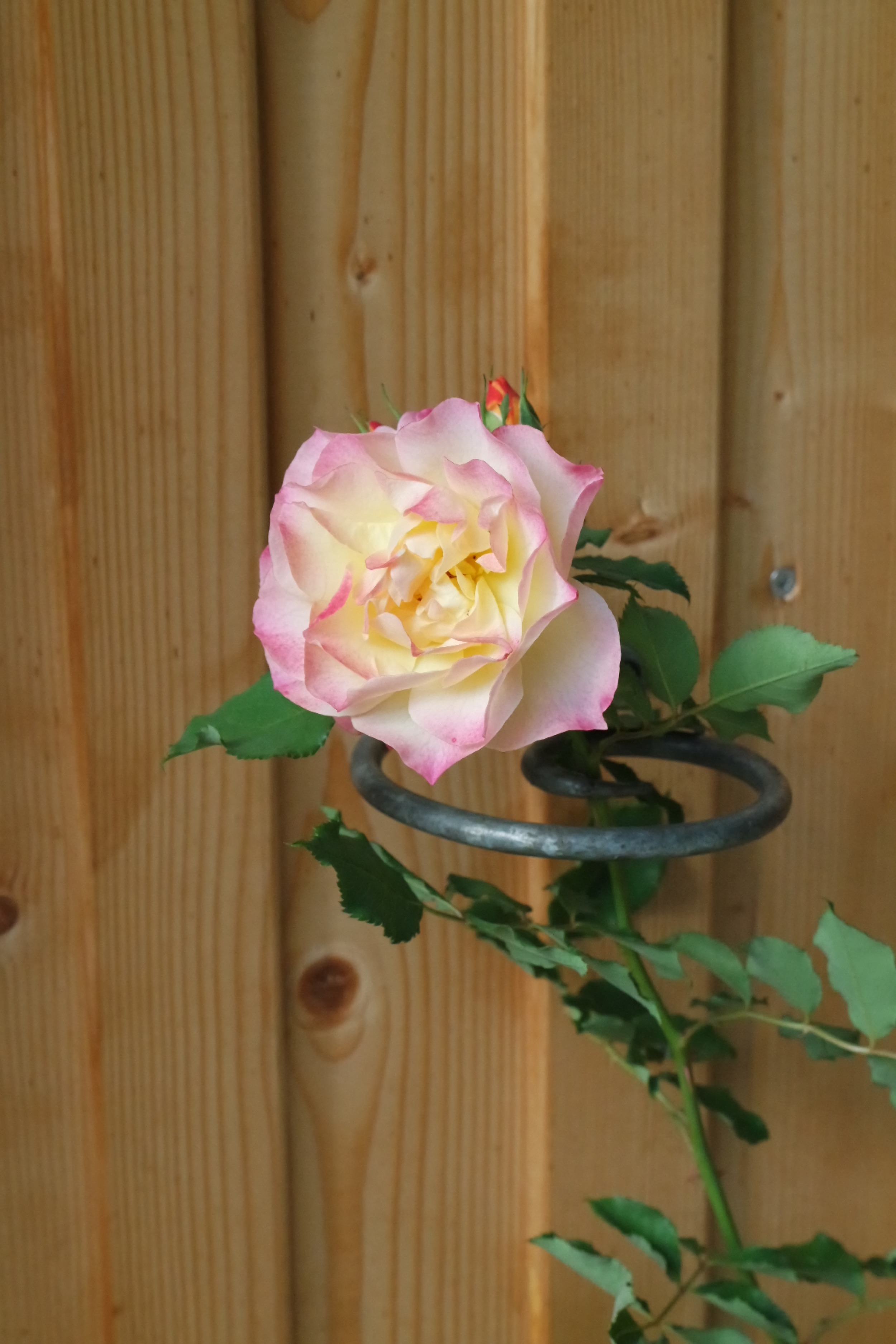Rosenlocke-Rankhilfe-Rosen-und-andere-Blumen-9